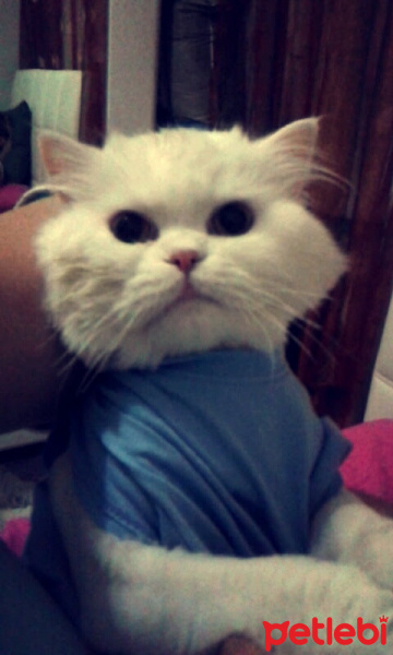 Chinchilla, Kedi  BULUT fotoğrafı