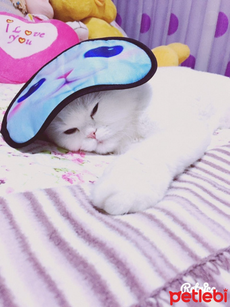 Chinchilla, Kedi  BULUT fotoğrafı