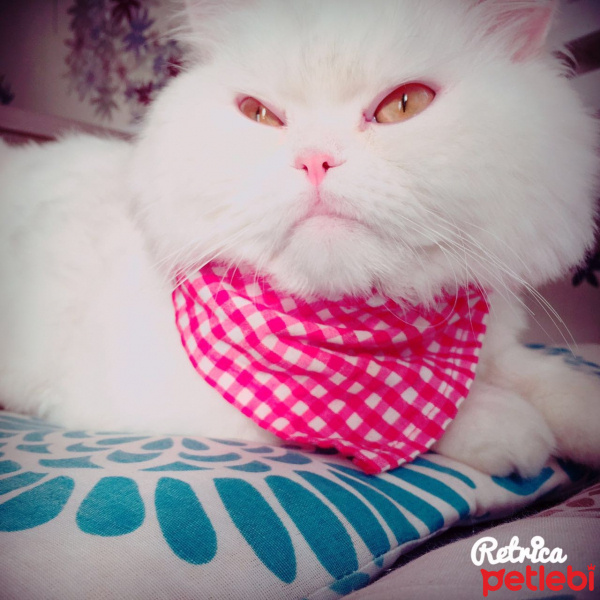 Chinchilla, Kedi  BULUT fotoğrafı