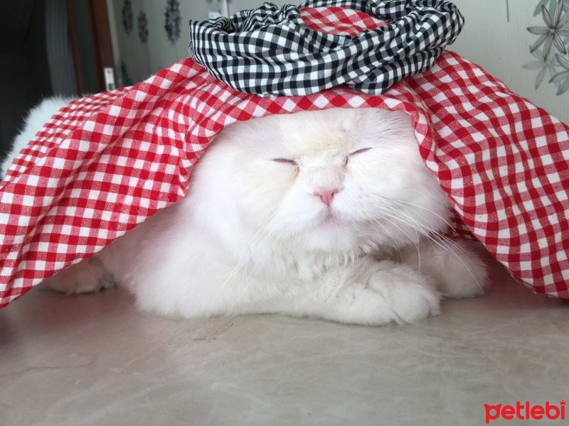 Chinchilla, Kedi  BULUT fotoğrafı