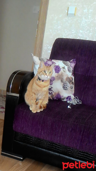 Tekir Kedi, Kedi  Minnoş fotoğrafı