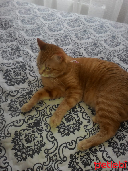 Tekir Kedi, Kedi  Minnoş fotoğrafı