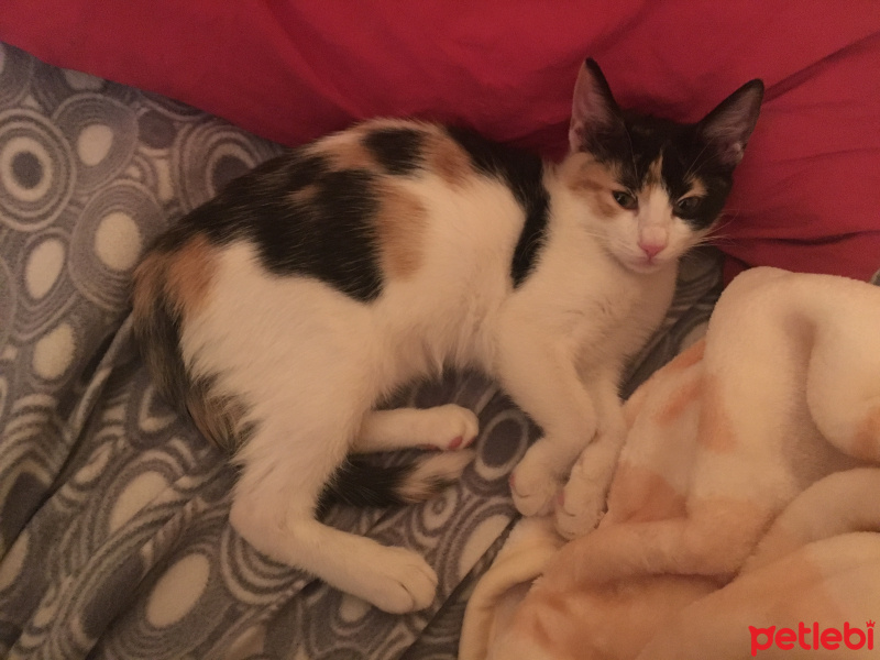Tekir Kedi, Kedi  minnak fotoğrafı