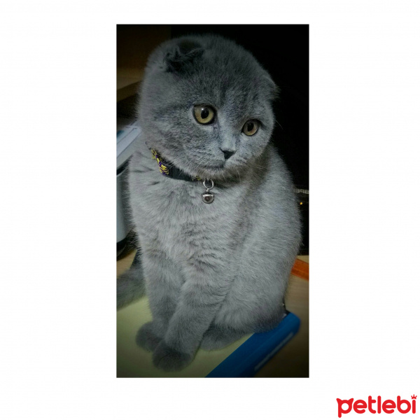 Scottish Fold, Kedi  Bella fotoğrafı