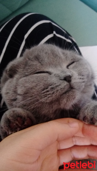 Scottish Fold, Kedi  Bella fotoğrafı