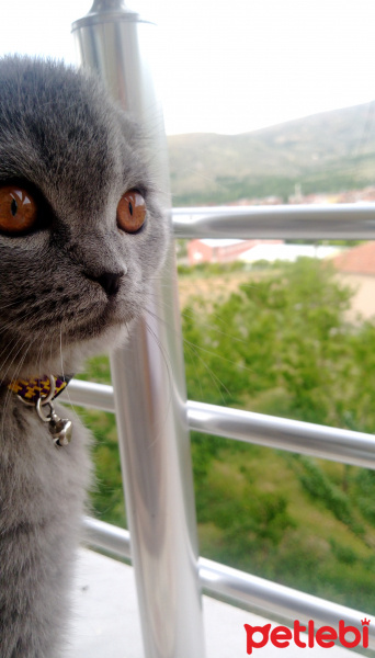 Scottish Fold, Kedi  Bella fotoğrafı