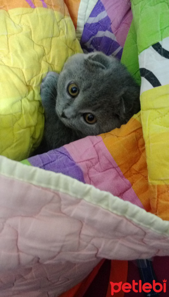Scottish Fold, Kedi  Bella fotoğrafı