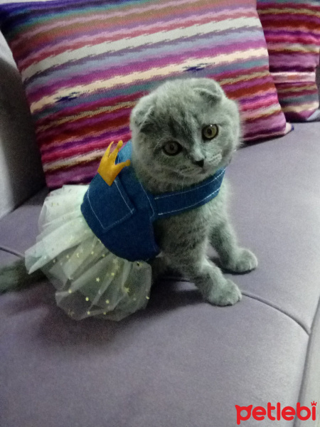 Scottish Fold, Kedi  Bella fotoğrafı