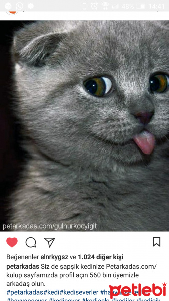 Scottish Fold, Kedi  Bella fotoğrafı