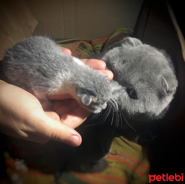 Scottish Fold, Kedi  Bella fotoğrafı