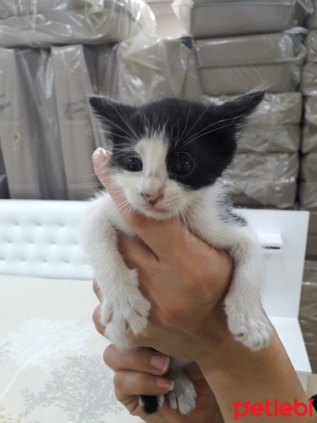 Tekir Kedi, Kedi  Adsız fotoğrafı