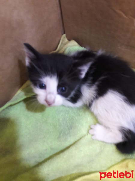 Tekir Kedi, Kedi  Adsız fotoğrafı