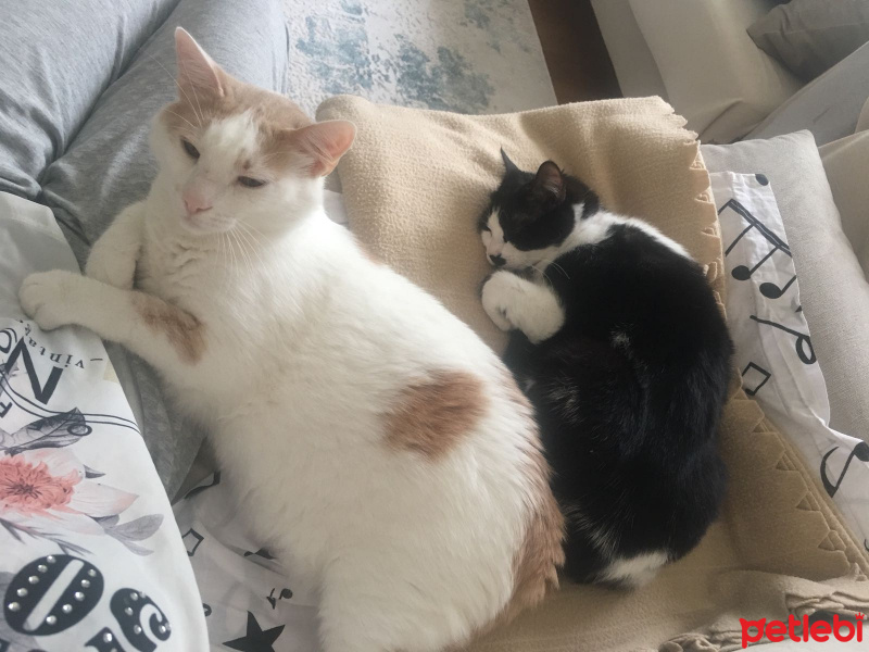 Tekir Kedi, Kedi  Mirmir fotoğrafı