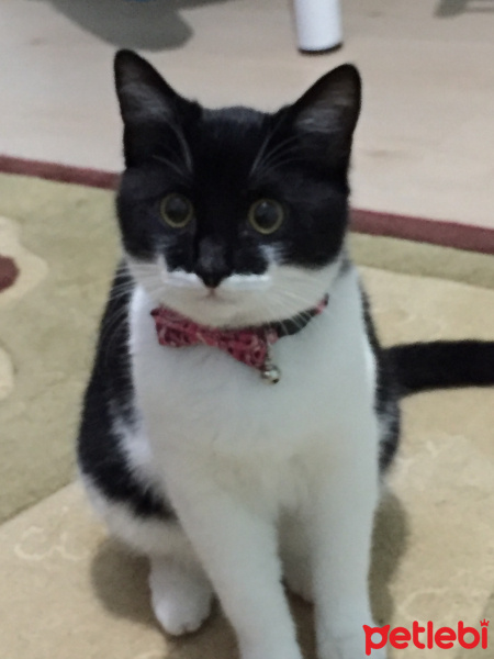 Tekir Kedi, Kedi  Tarçın fotoğrafı