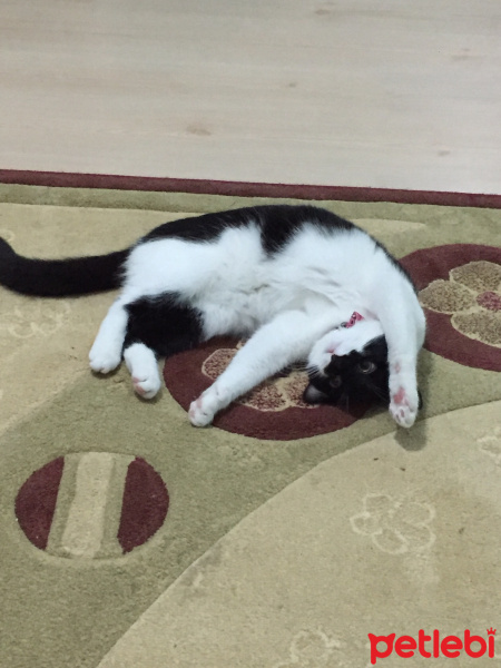 Tekir Kedi, Kedi  Tarçın fotoğrafı
