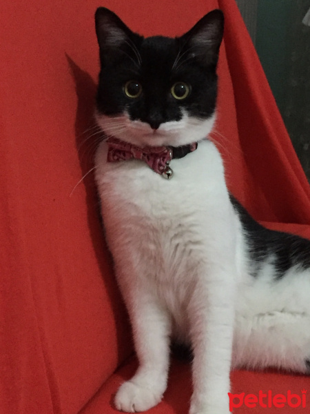 Tekir Kedi, Kedi  Tarçın fotoğrafı