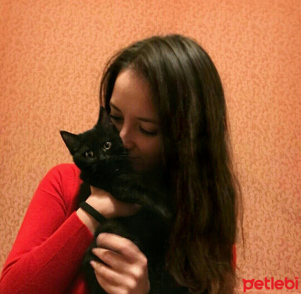British Shorthair, Kedi  Pars fotoğrafı