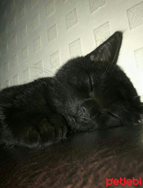 British Shorthair, Kedi  Pars fotoğrafı