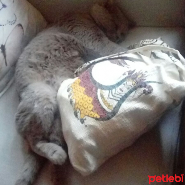 British Shorthair, Kedi  Sesam fotoğrafı