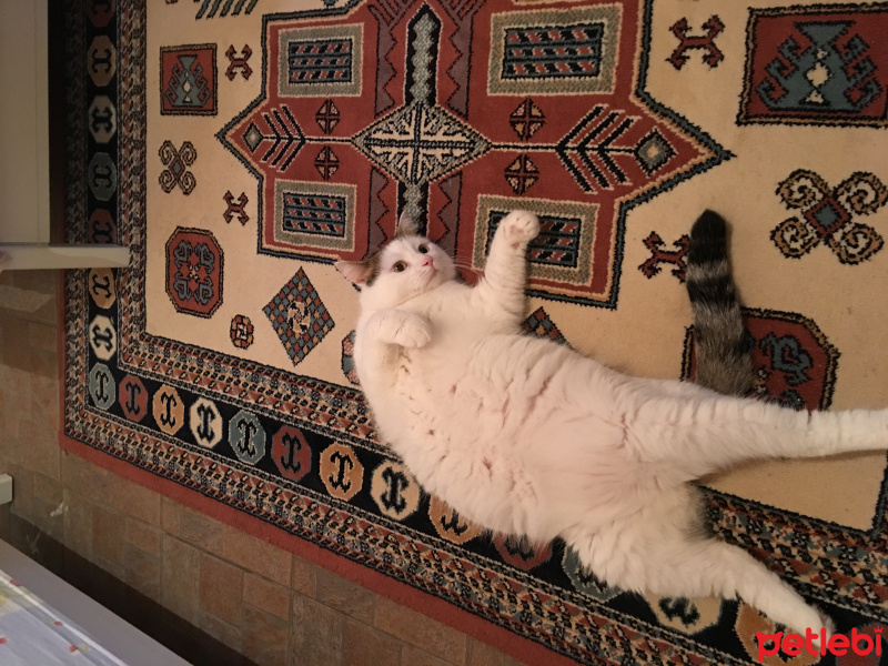 Tekir Kedi, Kedi  Pamuk fotoğrafı