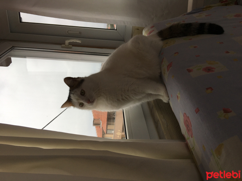 Tekir Kedi, Kedi  Pamuk fotoğrafı