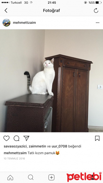 Tekir Kedi, Kedi  Pamuk fotoğrafı
