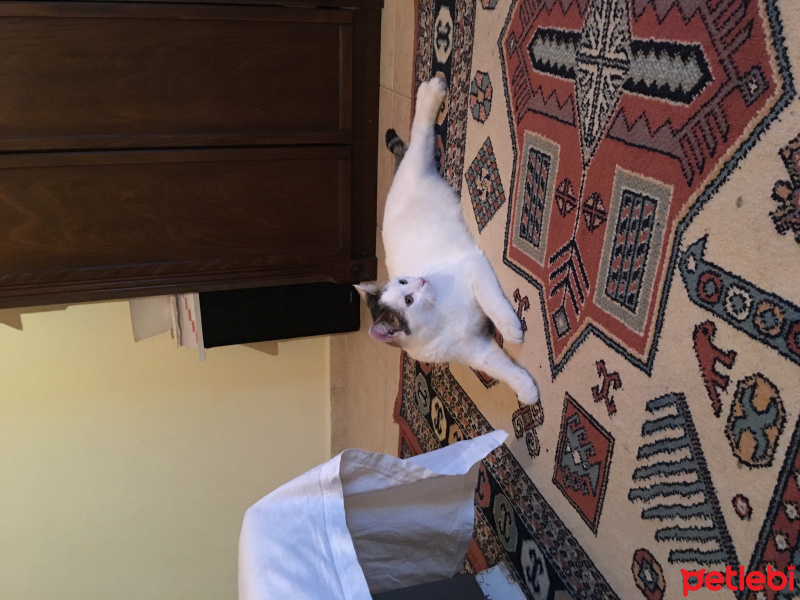 Tekir Kedi, Kedi  Pamuk fotoğrafı