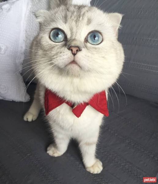 Scottish Fold, Kedi  Pamuk fotoğrafı