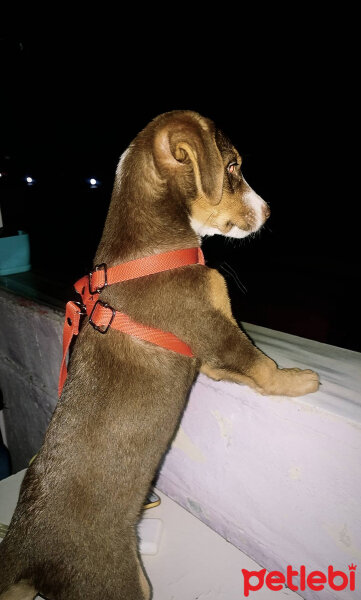 Beagle, Köpek  MAYDA fotoğrafı