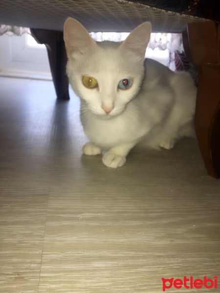 Van Kedisi, Kedi  Sütlaç fotoğrafı