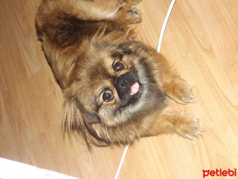 Pekingese, Köpek  mini fotoğrafı