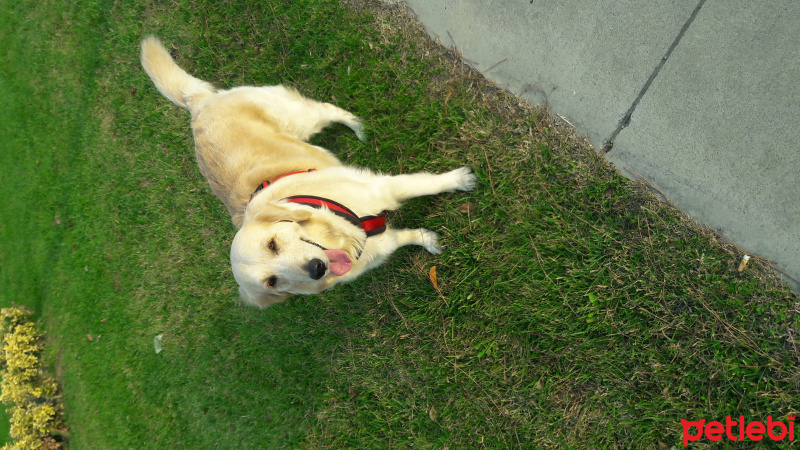 Golden Retriever, Köpek  yağmur fotoğrafı