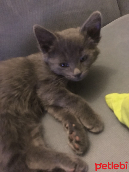 Mavi Rus, Kedi  Pişti fotoğrafı