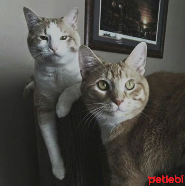 Tekir Kedi, Kedi  Karameller fotoğrafı