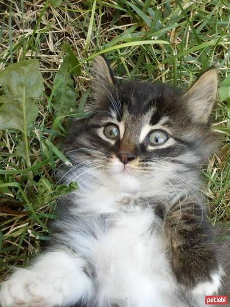 American Bobtail, Kedi  MATİS fotoğrafı