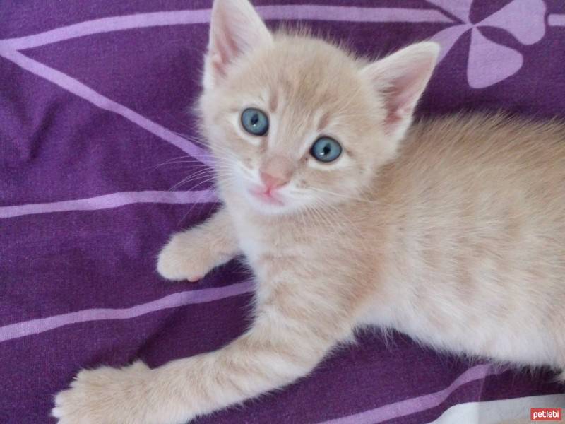 American Bobtail, Kedi  MATİS fotoğrafı