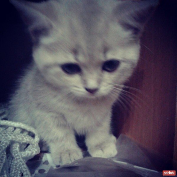 British Shorthair, Kedi  kek fotoğrafı