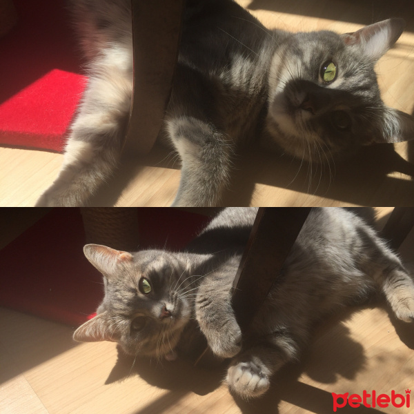 Tekir Kedi, Kedi  Mira fotoğrafı