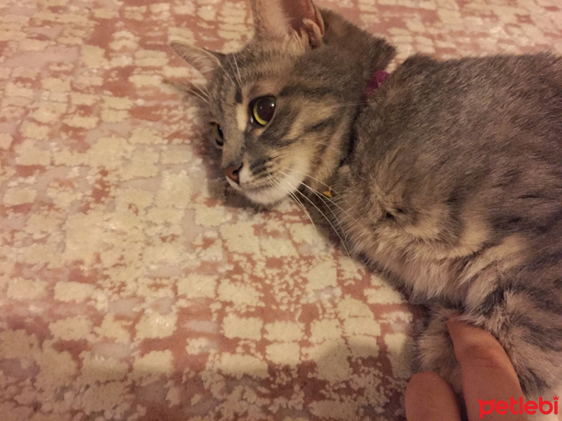 Tekir Kedi, Kedi  Mira fotoğrafı