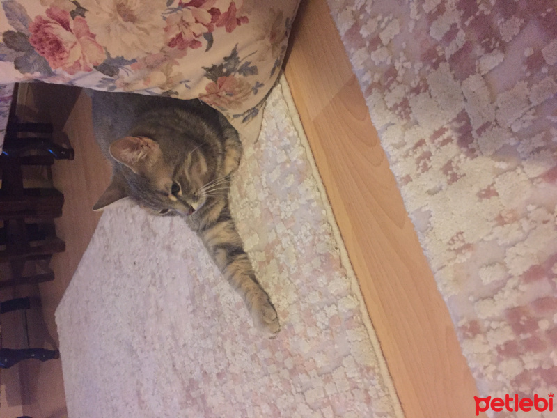 Tekir Kedi, Kedi  Mira fotoğrafı