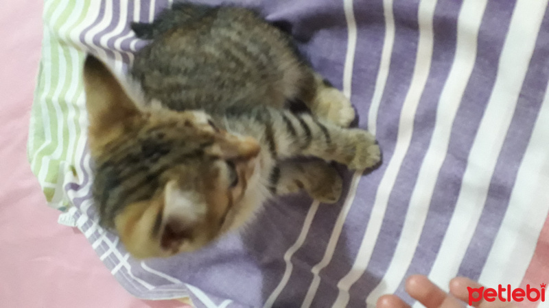 Tekir Kedi, Kedi  Çakır fotoğrafı