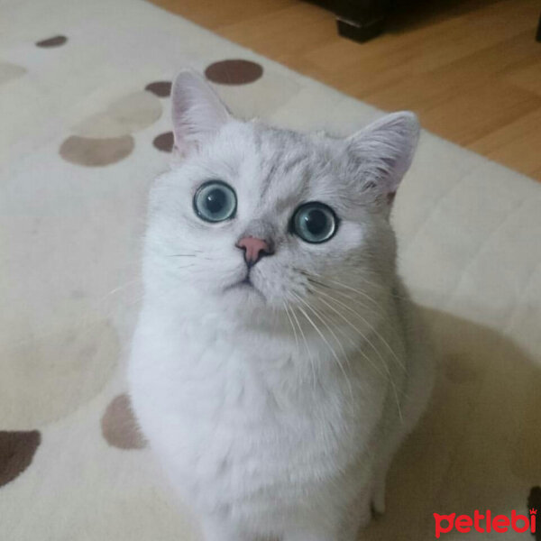 British Shorthair, Kedi  Sezar fotoğrafı