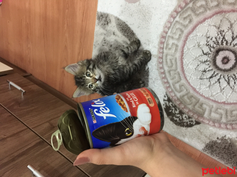 Tekir Kedi, Kedi  Mıncır fotoğrafı