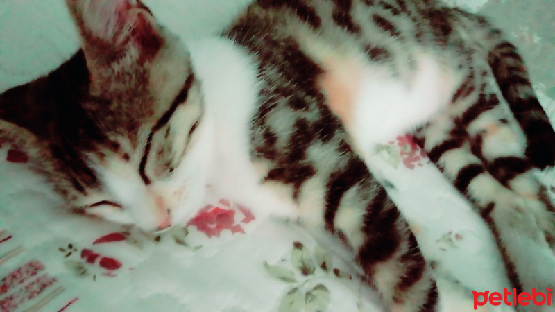 Tekir Kedi, Kedi  Mira fotoğrafı