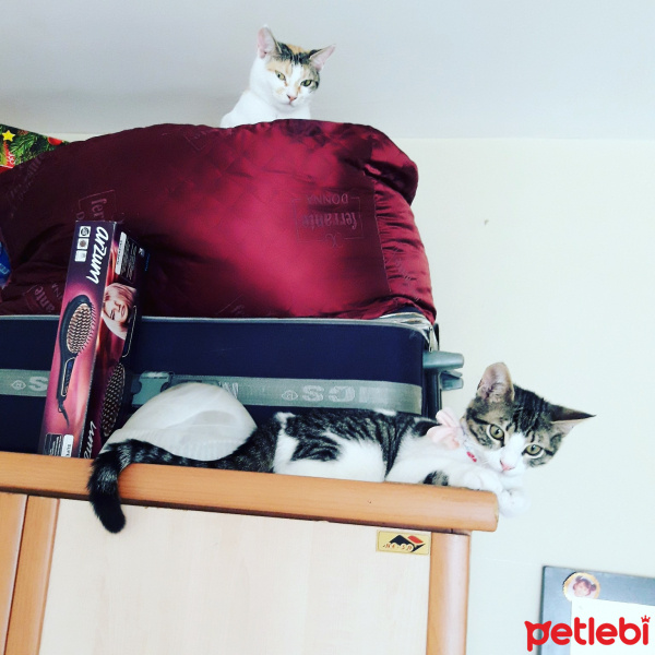Tekir Kedi, Kedi  Erke fotoğrafı