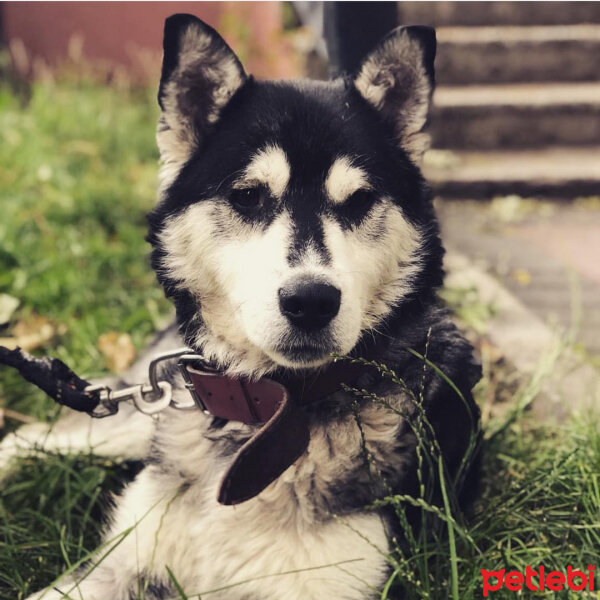 Alaskan Malamute, Köpek  Gece fotoğrafı