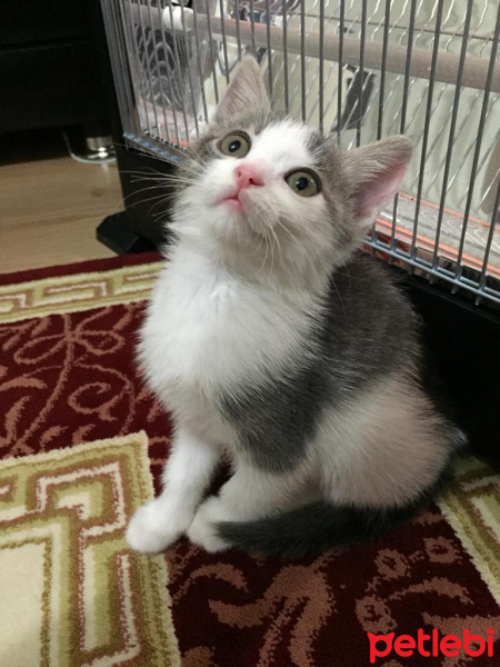 Tekir Kedi, Kedi  Minnoş fotoğrafı