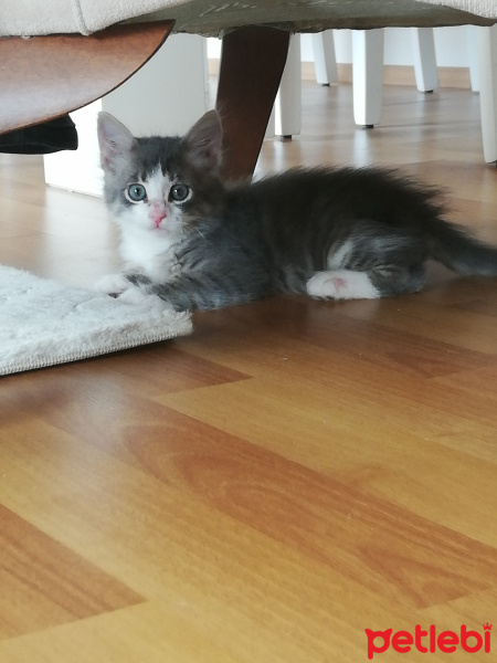 Tekir Kedi, Kedi  Duman fotoğrafı