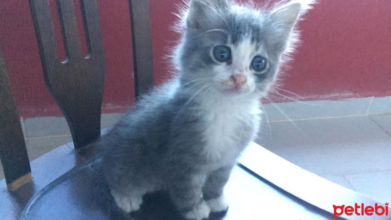 Tekir Kedi, Kedi  Duman fotoğrafı