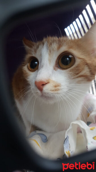 Sarman, Kedi  Lily fotoğrafı